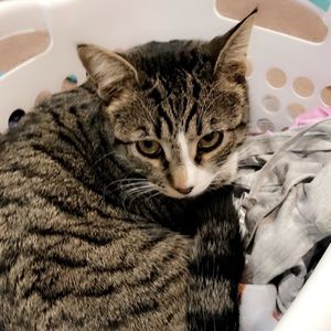 Meet your Posher, Desiree